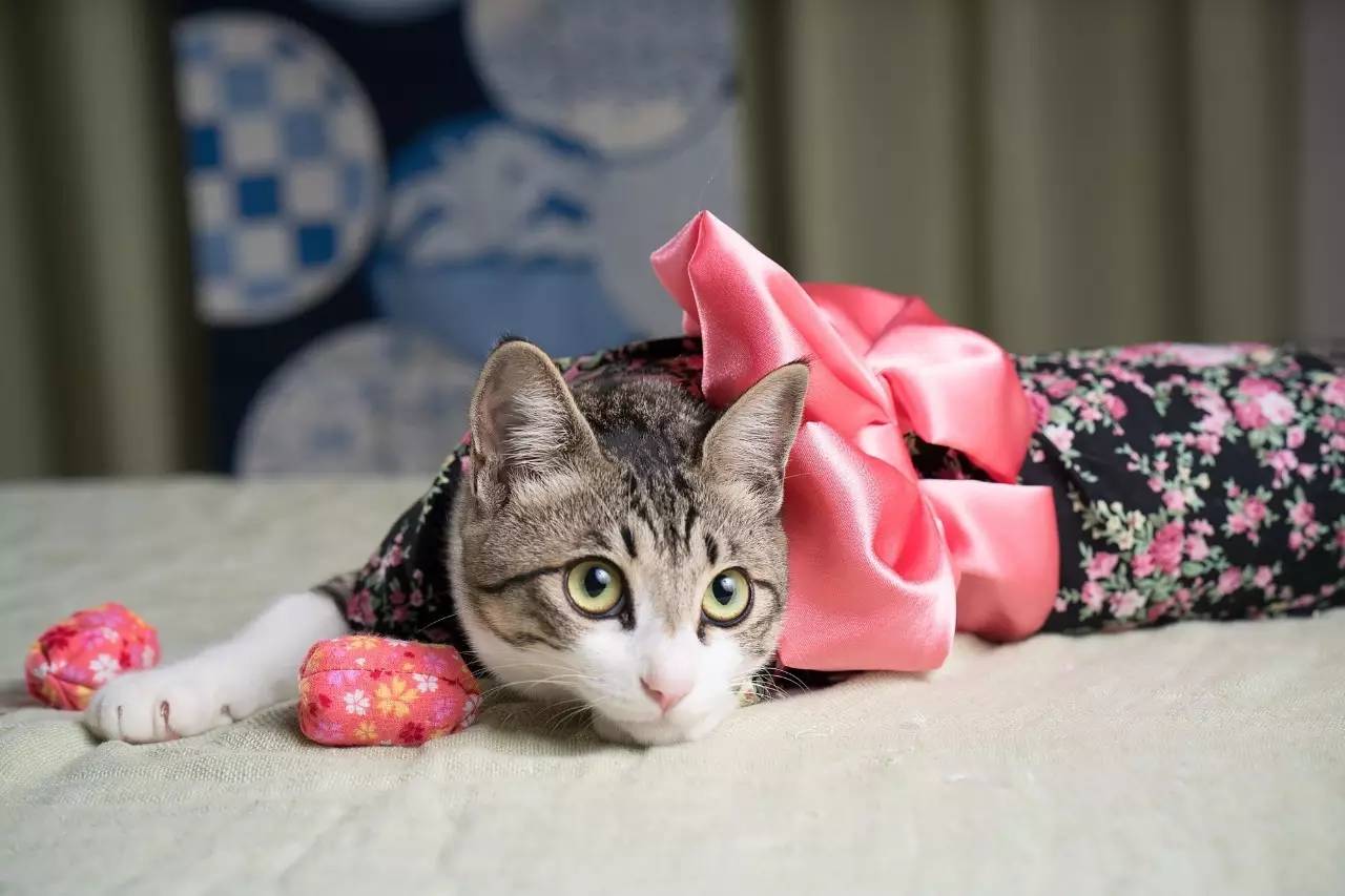 猫奴最多的国家,各国猫奴的生活