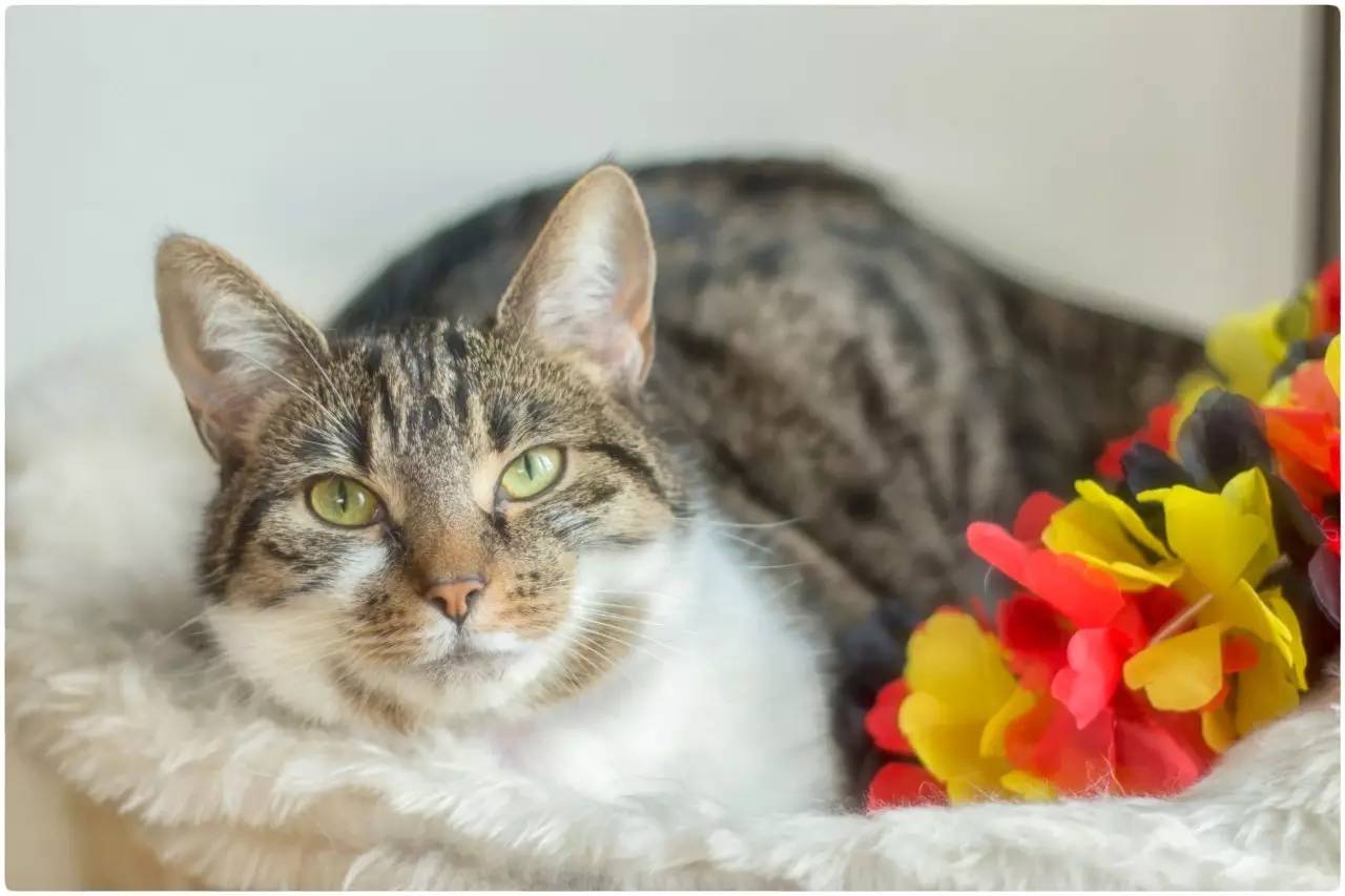 猫奴最多的国家,各国猫奴的生活