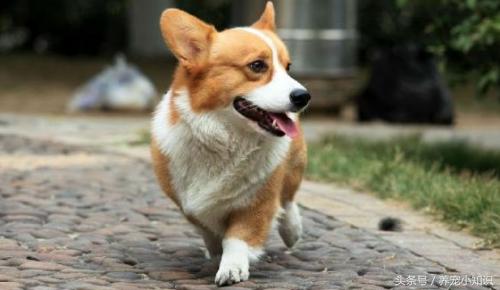 柯基拉黑屎拉稀是咋回事,柯基拉黑稀便怎么回事