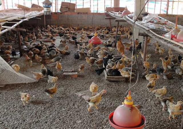 发酵床养鸡技术谁发明的,发酵床养鸡菌种有哪些