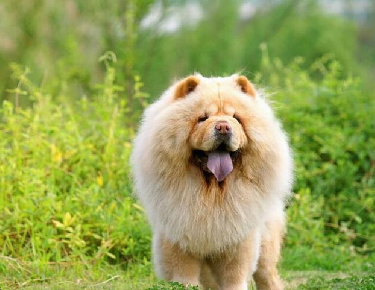 宠物小百科金丝雀,宠物小百科鹦鹉视频