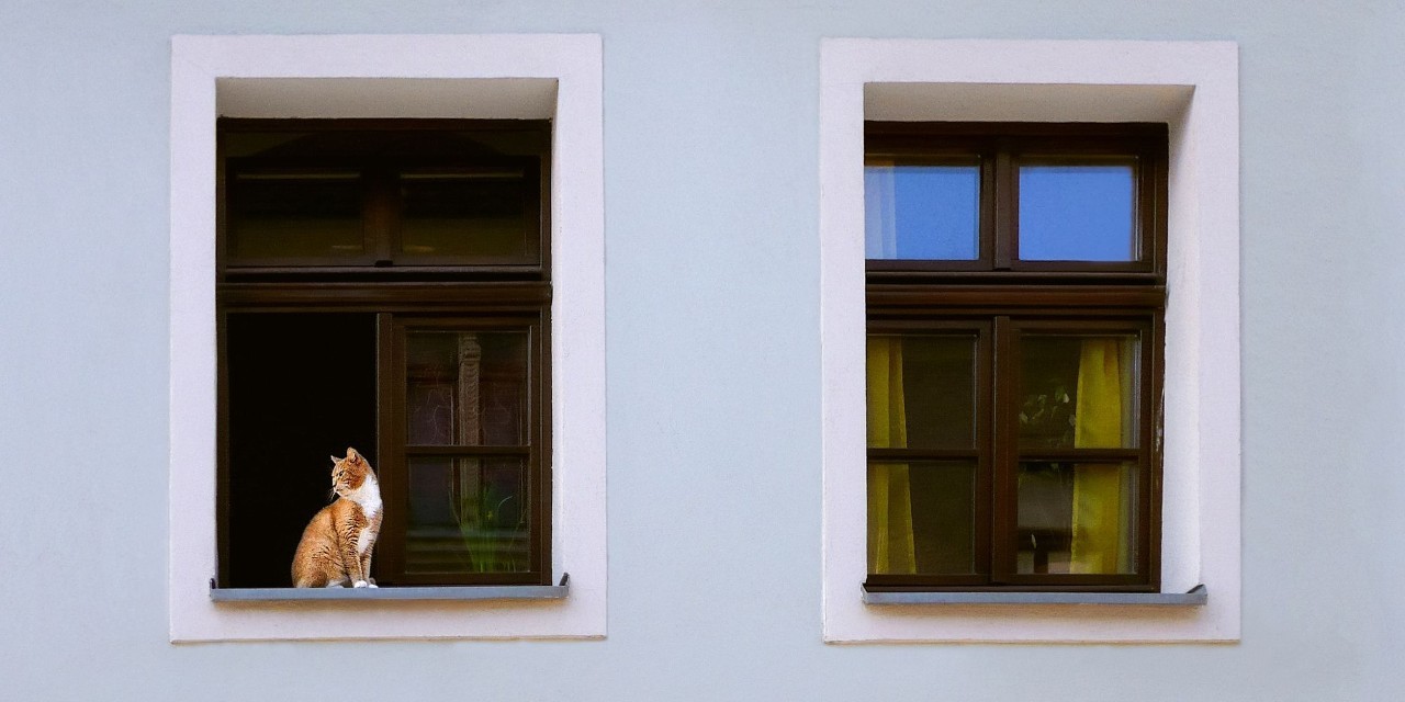 猫奴最多的国家,各国猫奴的生活