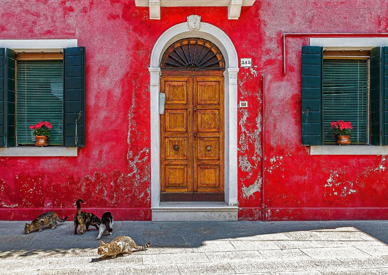 猫奴最多的国家,各国猫奴的生活