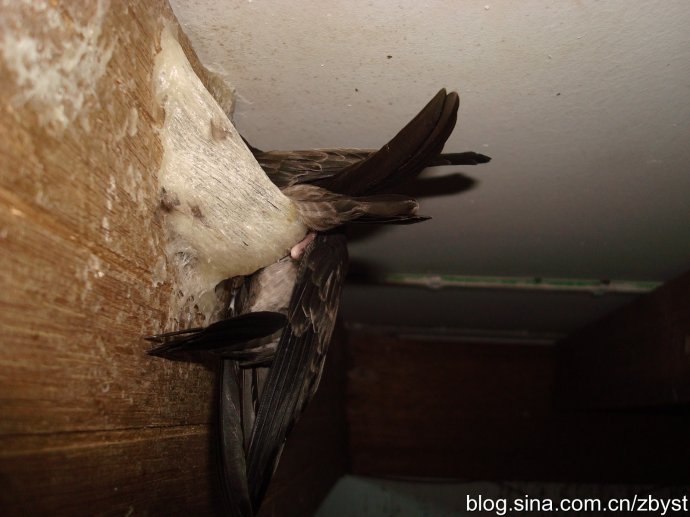 燕窝燕子能产那么多窝吗,燕窝是人造的还是真正燕子的窝