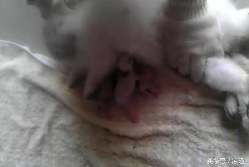 刚出生的小奶兔喂奶 (刚出生小奶兔喝奶)