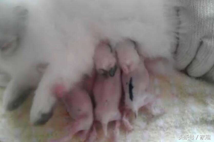 刚出生的小奶兔喂奶 (刚出生小奶兔喝奶)