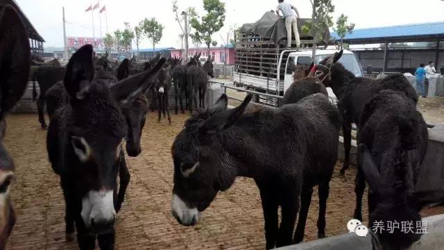 现在养驴市场前景如何,农村养驴前景怎么样