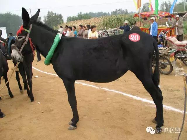现在养驴市场前景如何,农村养驴前景怎么样