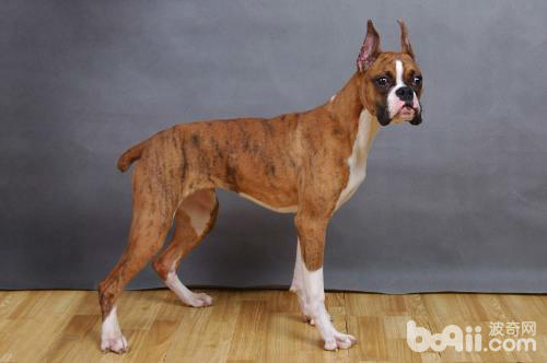 霸气侧漏的五种优秀护卫犬,盘点不花钱既好养的护卫犬