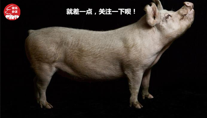 丁磊养猪模式,养猪大户丁磊现在在哪