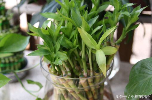 富贵竹发黄了怎么办才能救活,富贵竹叶子发黄长了根怎么救