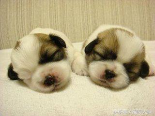 养狗选择什么狗狗好,想养狗不想遛