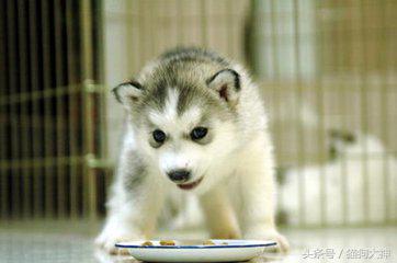 养狗选择什么狗狗好,想养狗不想遛