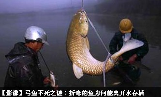 钓鱼走水绝密技巧,钓鱼保持鱼鲜活小技巧