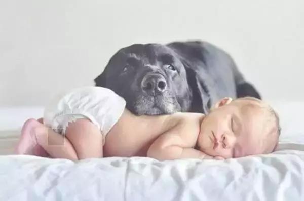 养宠知识夏天狗狗痢疾了怎么办,宠养知识