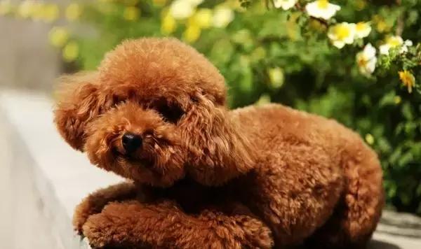 养宠知识夏天狗狗痢疾了怎么办,宠养知识