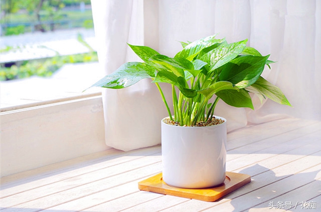 水培的绿萝如何正确转土培,绿萝水培转土培成功率最高的方法