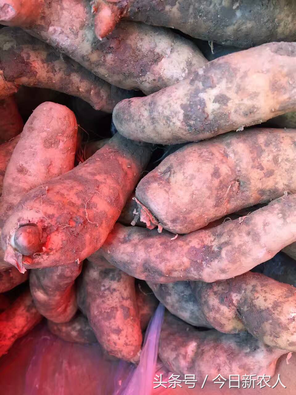 乡村种植农产品有哪些,50亩农田怎么种植多种农产品