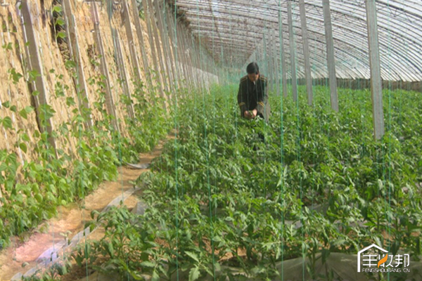 寒潮过后大棚该怎么管,温室大棚遇寒潮