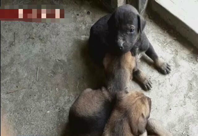 母狗被铁链锁喉，奶水不足，3只小狗活活饿死！