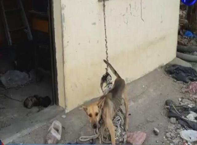 母狗被铁链锁喉，奶水不足，3只小狗活活饿死！