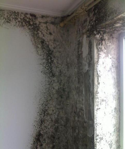 家中墙壁为什么会上霉,墙壁有大面积霉怎么处理