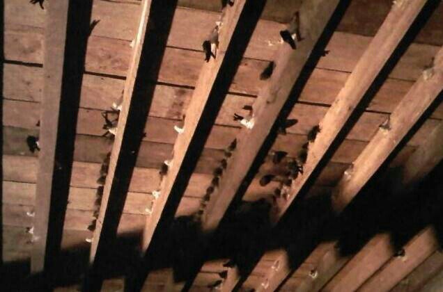 燕窝燕子能产那么多窝吗,燕窝是人造的还是真正燕子的窝