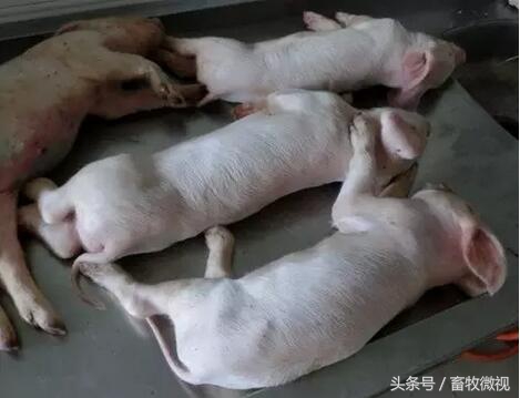 中猪上吐下泻打什么药,猪下泻是怎么回事