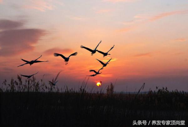 白发改善的最佳方法,白发怎么改善