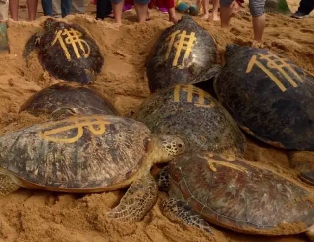 放生还是造孽完整版,有一种造孽叫做放生