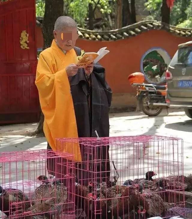 放生还是造孽完整版,有一种造孽叫做放生