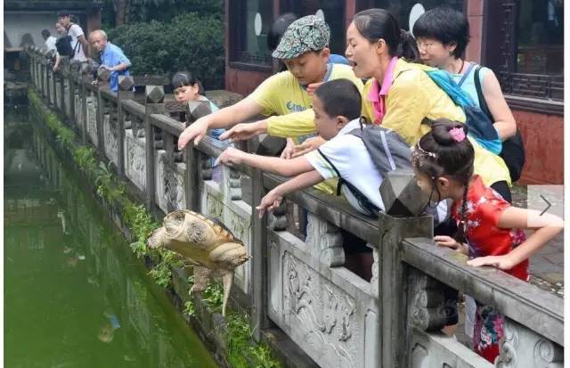 放生还是造孽完整版,有一种造孽叫做放生