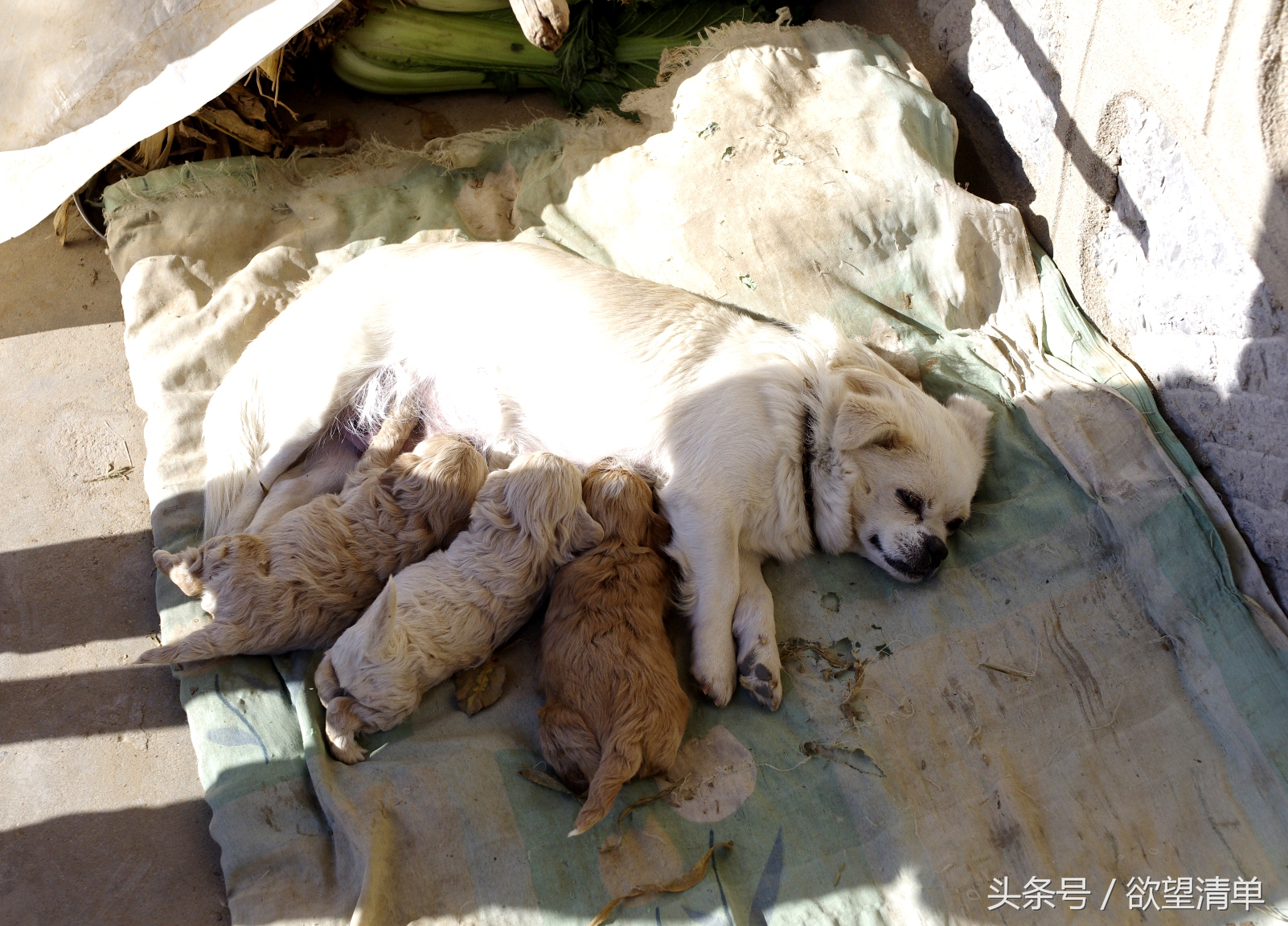 母狗生了狗崽煮什么给他吃,家里狗生了一窝小狗主人吃了