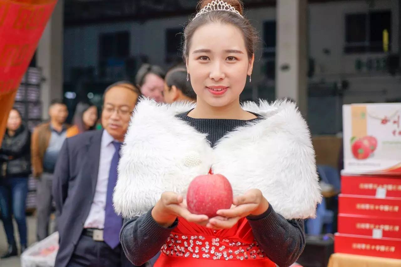 陕西洛川苹果和烟台红富士,陕西洛川果园苹果