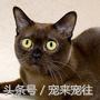 可爱的猫咪视频小奶猫,猫咪大全及名字