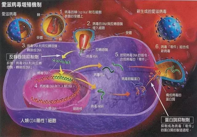 华裔美国科学家研制新型冠状病毒,科学家用疫苗和药物治疗艾滋病