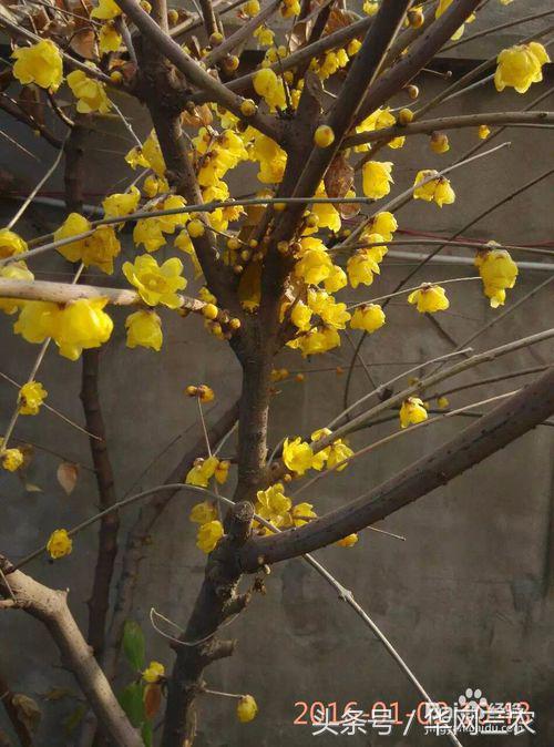 腊梅梅花修剪造型,素心腊梅怎么修剪