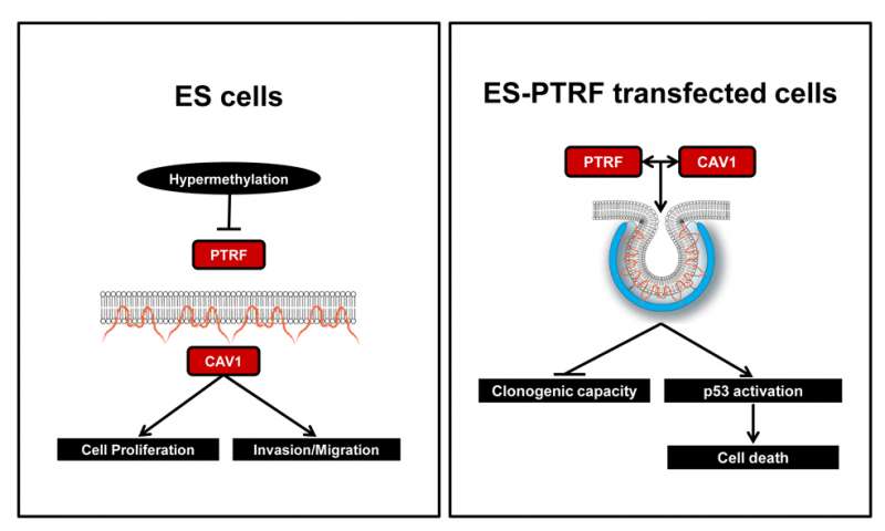 尤文肉瘤甲状腺炎的第一次分析，打开了新的治疗大门