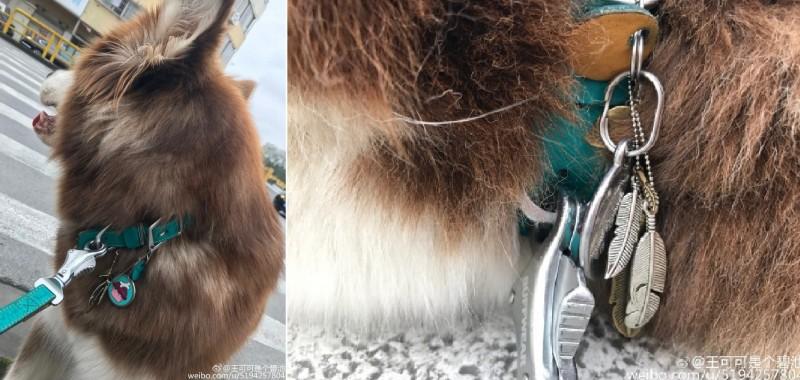 王思聪给爱犬买了只限量版lv包,王思聪给狗戴的羽毛项链