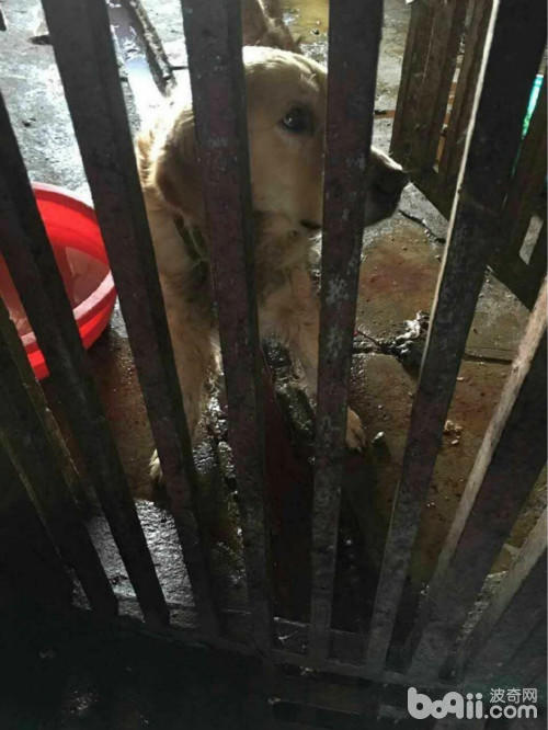 土狗丢弃在菜市场能存活几天,宠物市场救流浪狗