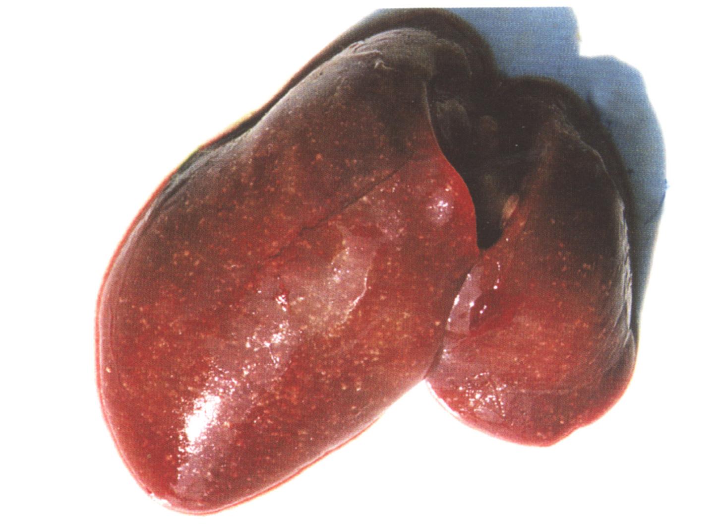 鸭白点病的综合防治措施