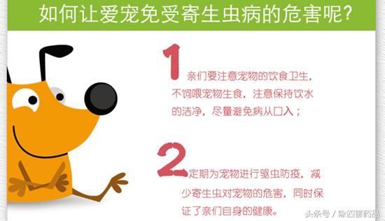 消灭跳蚤最有效的方法,消灭跳蚤最好最快的方法