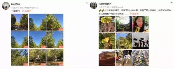 南雄看银杏值得去吗,南雄看银杏攻略