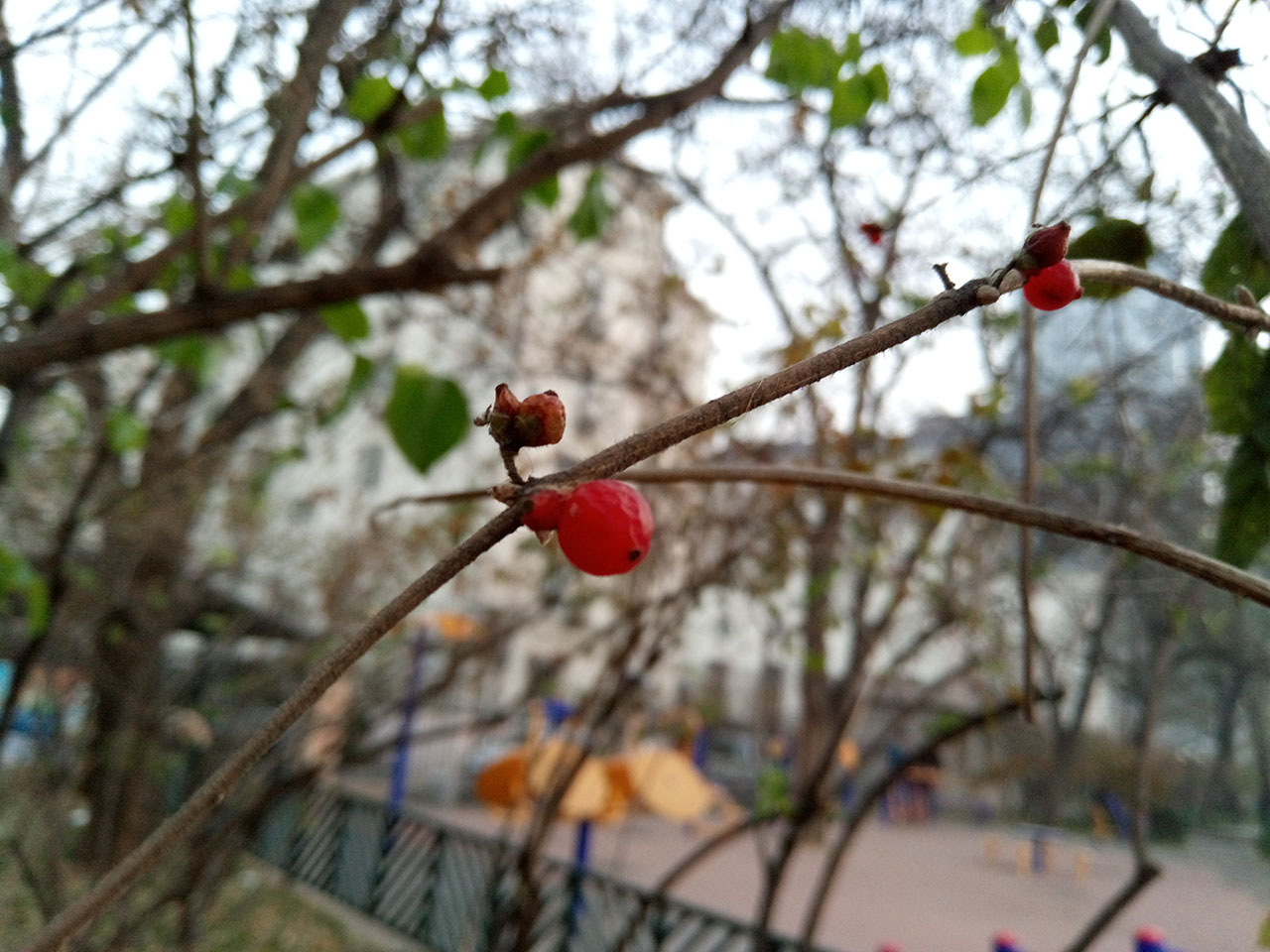 魅蓝5值得买吗,魅蓝5全新