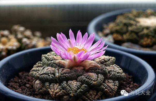 稀有和昂贵的多肉有哪些 (五种濒临灭绝的多肉)