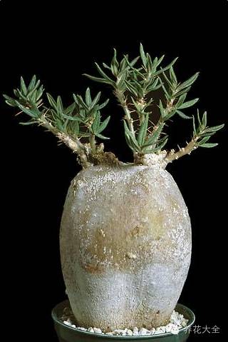 稀有和昂贵的多肉有哪些 (五种濒临灭绝的多肉)