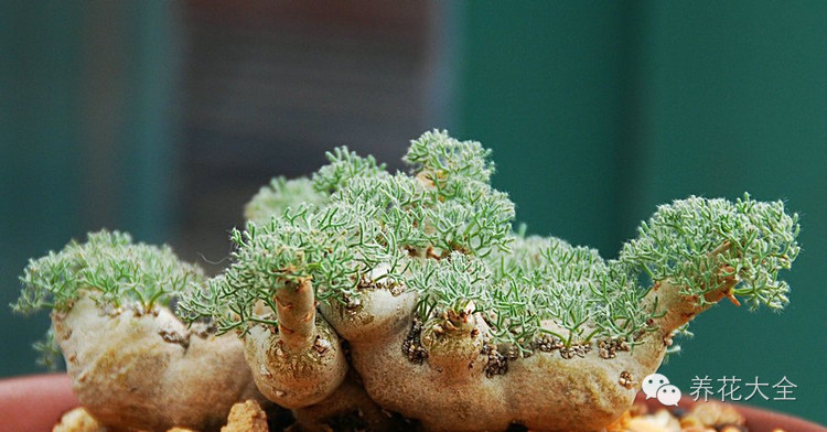 稀有和昂贵的多肉有哪些 (五种濒临灭绝的多肉)