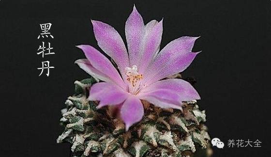 稀有和昂贵的多肉有哪些 (五种濒临灭绝的多肉)