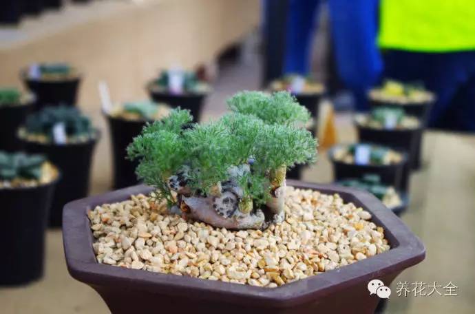 稀有和昂贵的多肉有哪些 (五种濒临灭绝的多肉)