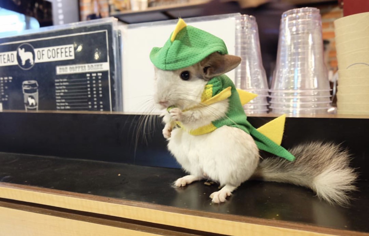 龙猫不洗澡光泡沙子,龙猫不滚沙怎么办